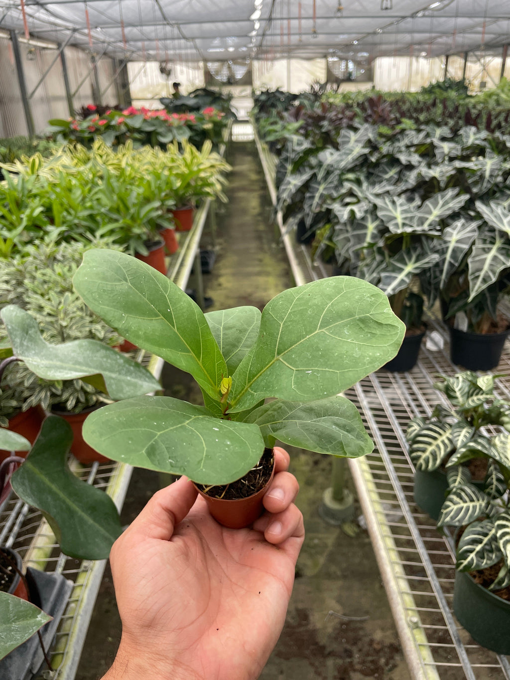 Ficus Lyrata 'Fiddle Leaf Fig' – view 7