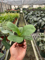 Ficus Lyrata 'Fiddle Leaf Fig' – view 7