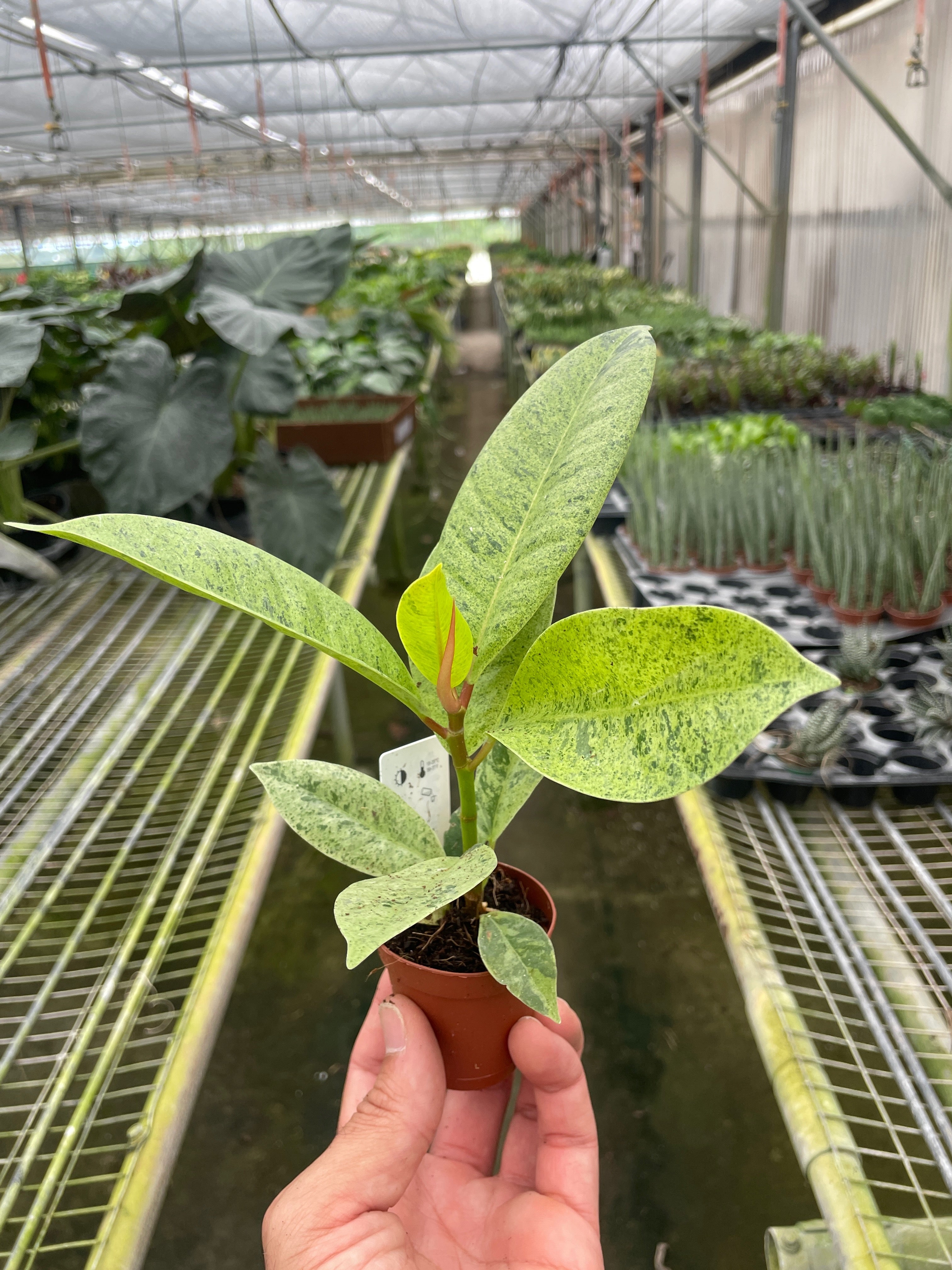 Ficus 'shivereana' (Moonshine) – view 6