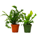 2 Fern Variety Pack - 4" Pot by House Plant Dropship