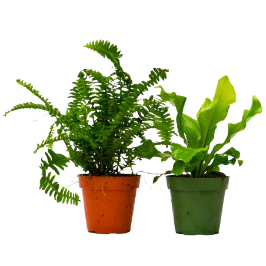 2 Fern Variety Pack - 4" Pot by House Plant Dropship