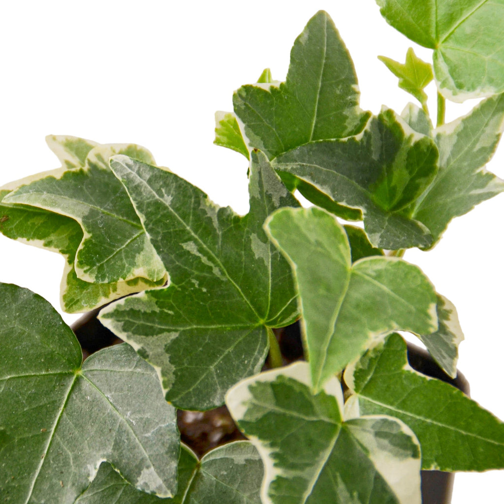 English Ivy 'Glacier' – view 12