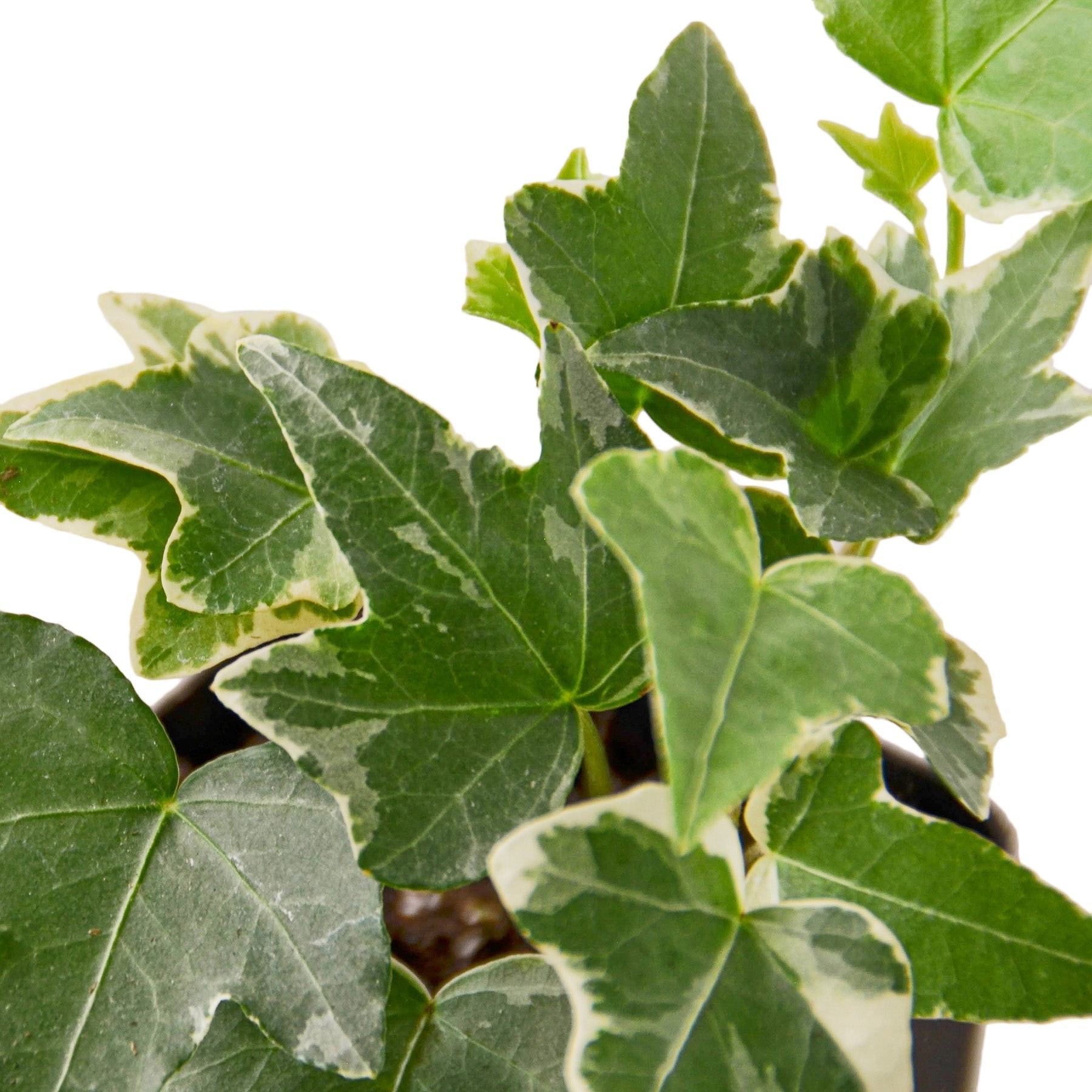 English Ivy 'Glacier' – view 12