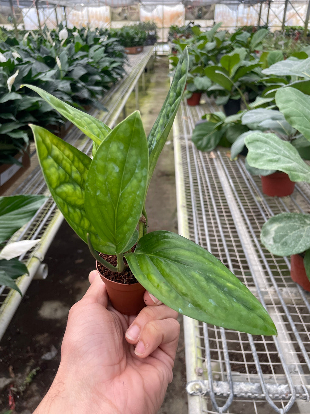 Monstera 'Peru' – view 6
