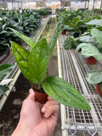 Monstera 'Peru' – view 6