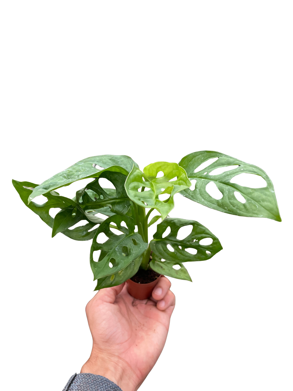 Monstera Adansonii 'Swiss Cheese' – view 9