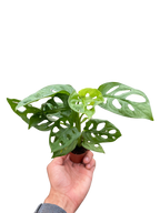 Monstera Adansonii 'Swiss Cheese' – view 9