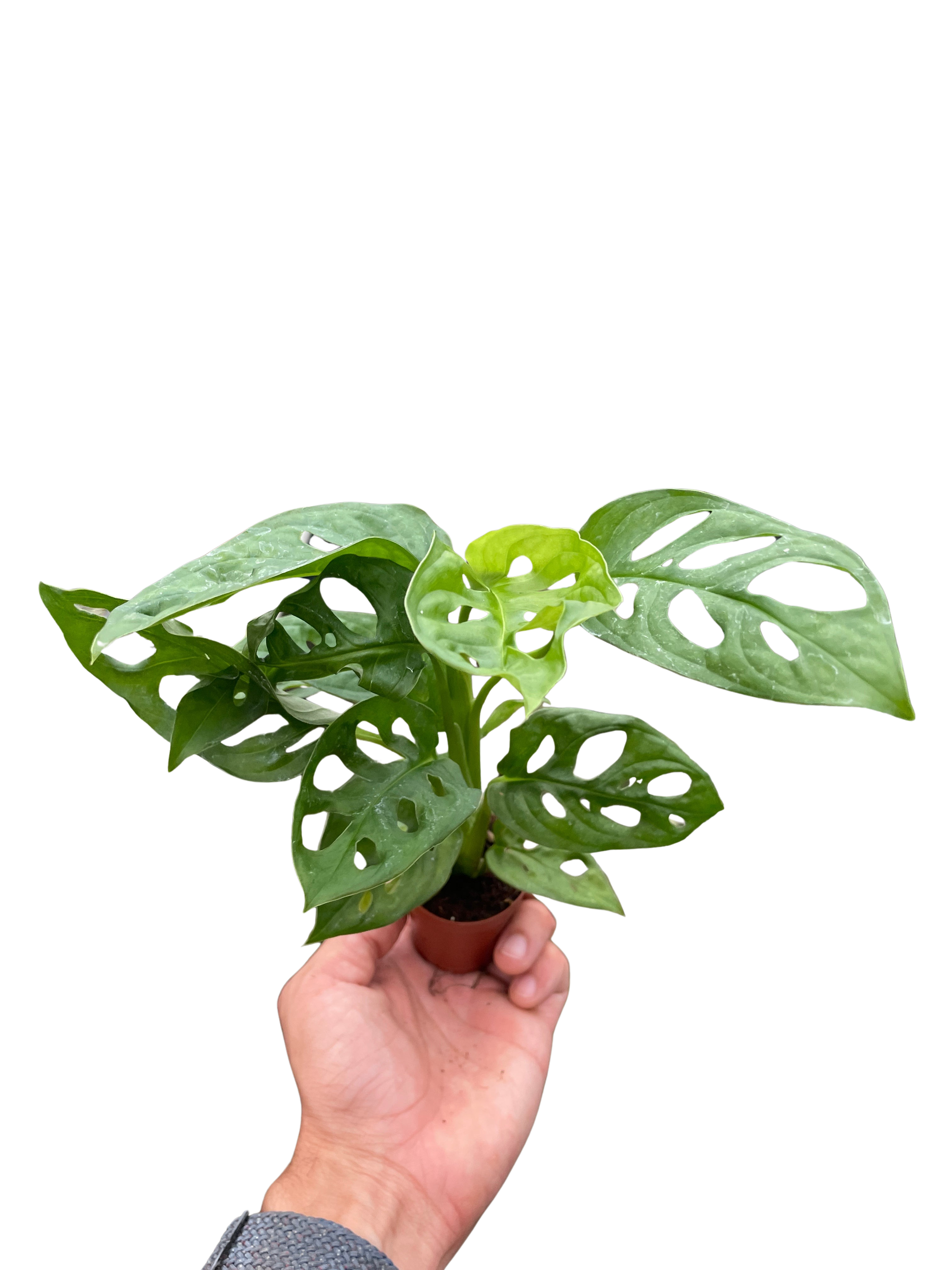 Monstera Adansonii 'Swiss Cheese' – view 9