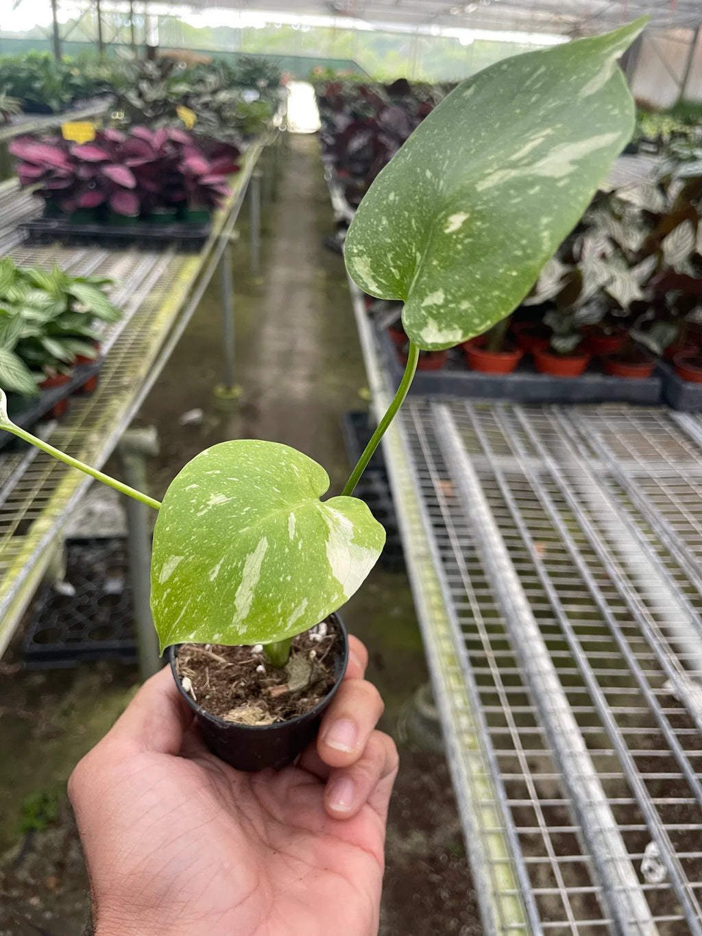 Monstera 'Thai Constellation' – view 9