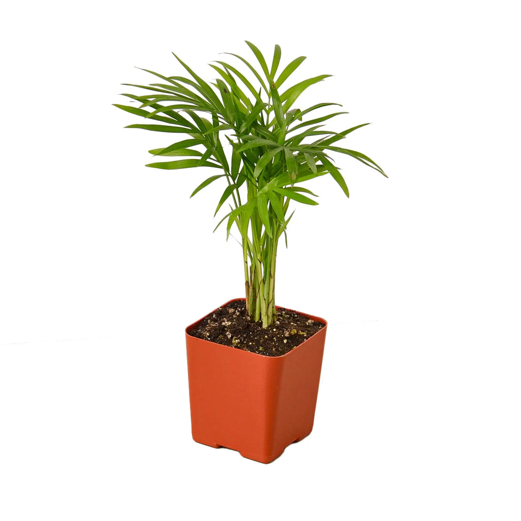 Parlor Palm – view 3