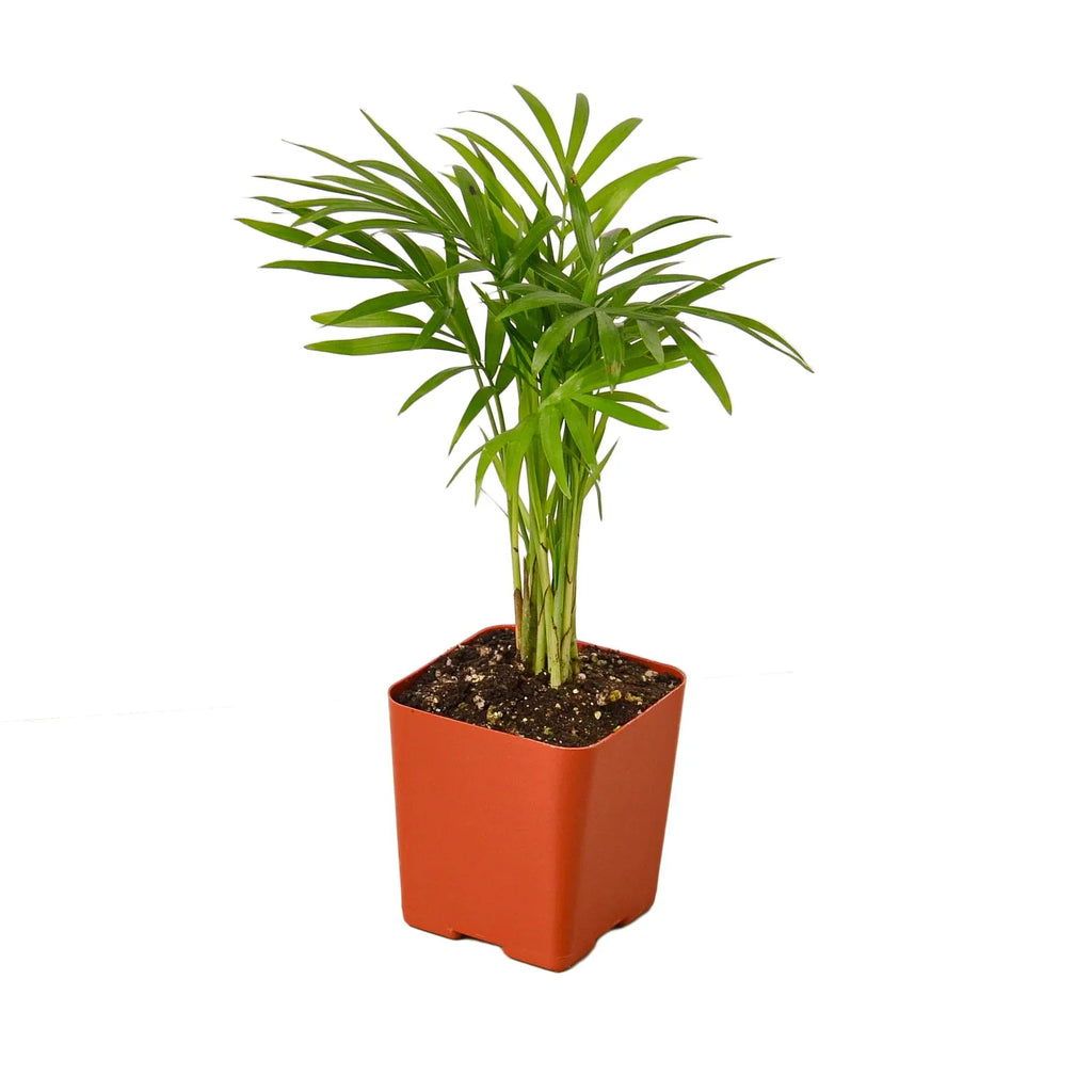 Parlor Palm – view 4