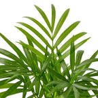 Parlor Palm – view 8