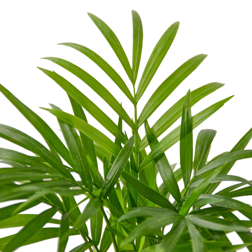 Parlor Palm – view 7