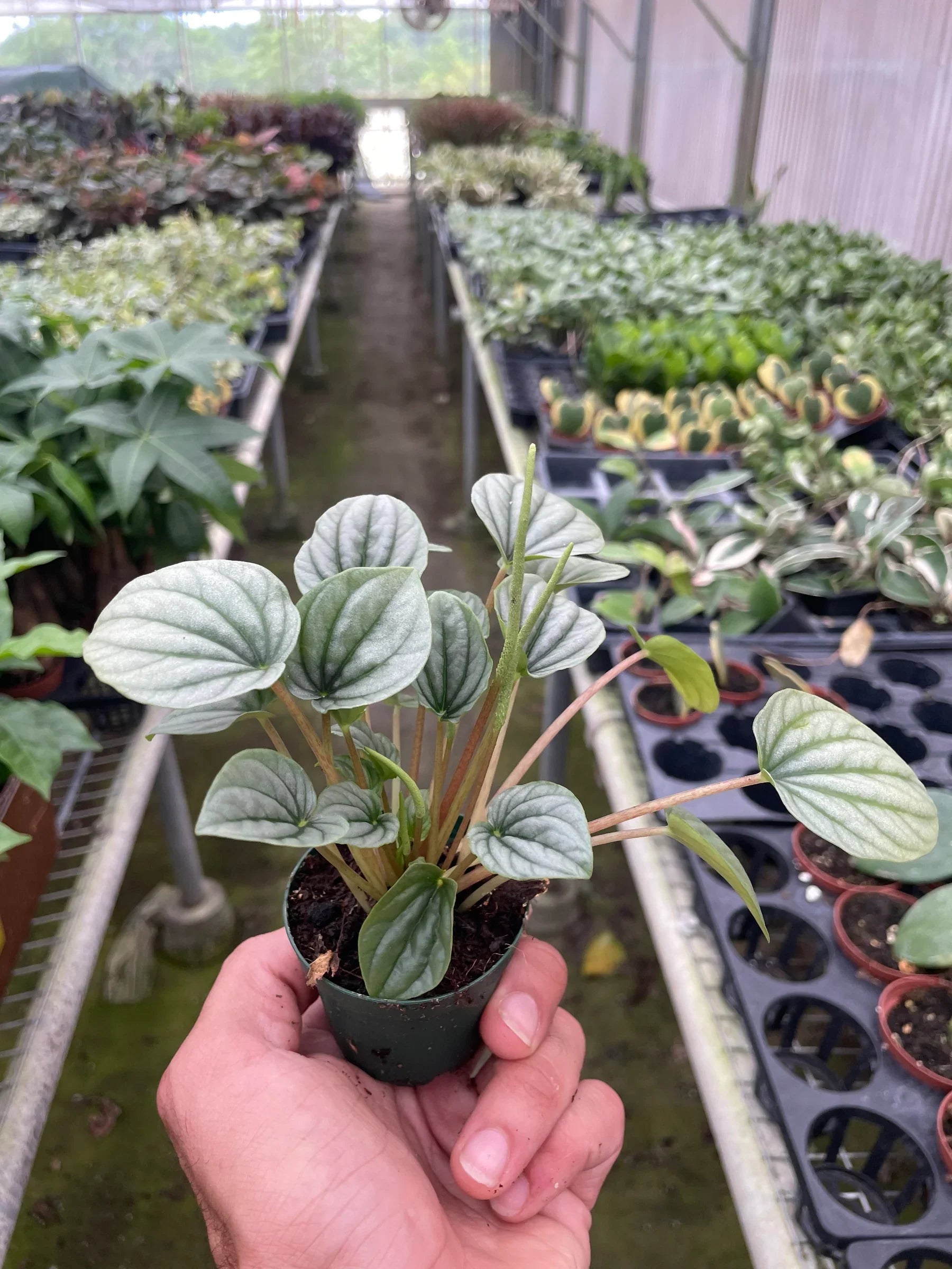 Peperomia 'Frost' – view 6