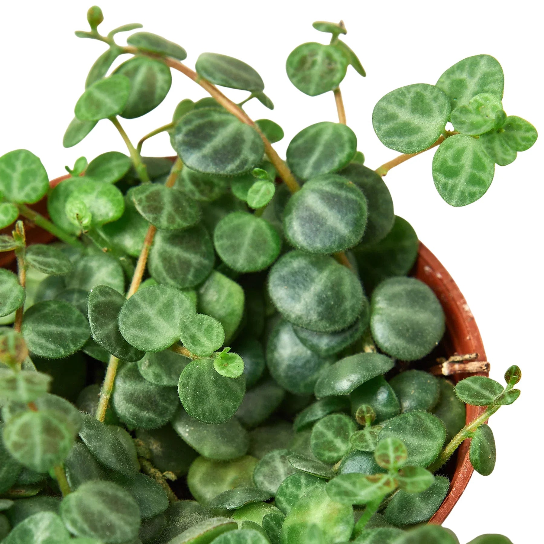 Peperomia Prostrata 'String of Turtles' – view 2