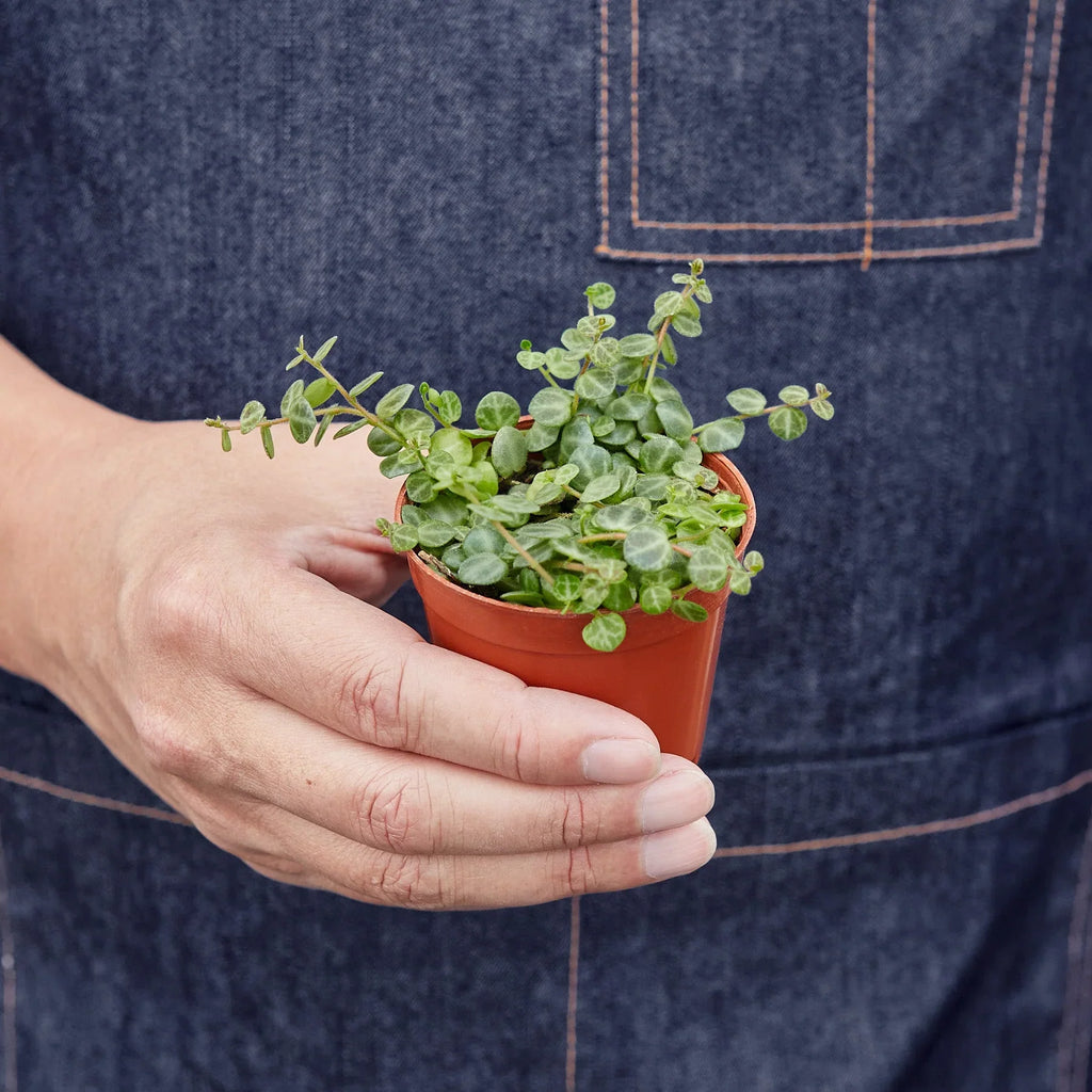 Peperomia Prostrata 'String of Turtles' – view 3