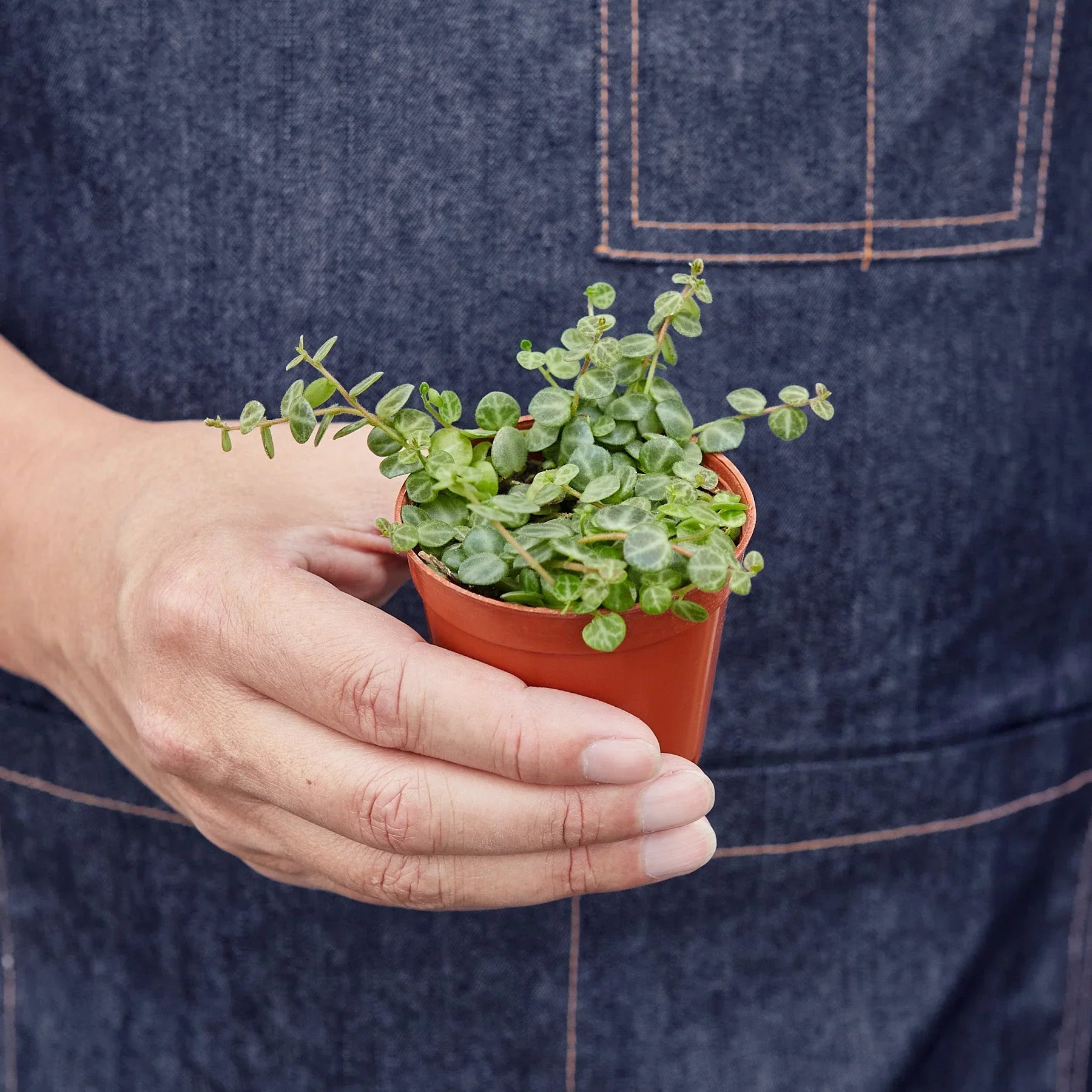 Peperomia Prostrata 'String of Turtles' – view 3