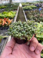 Peperomia Prostrata 'String of Turtles' – view 5
