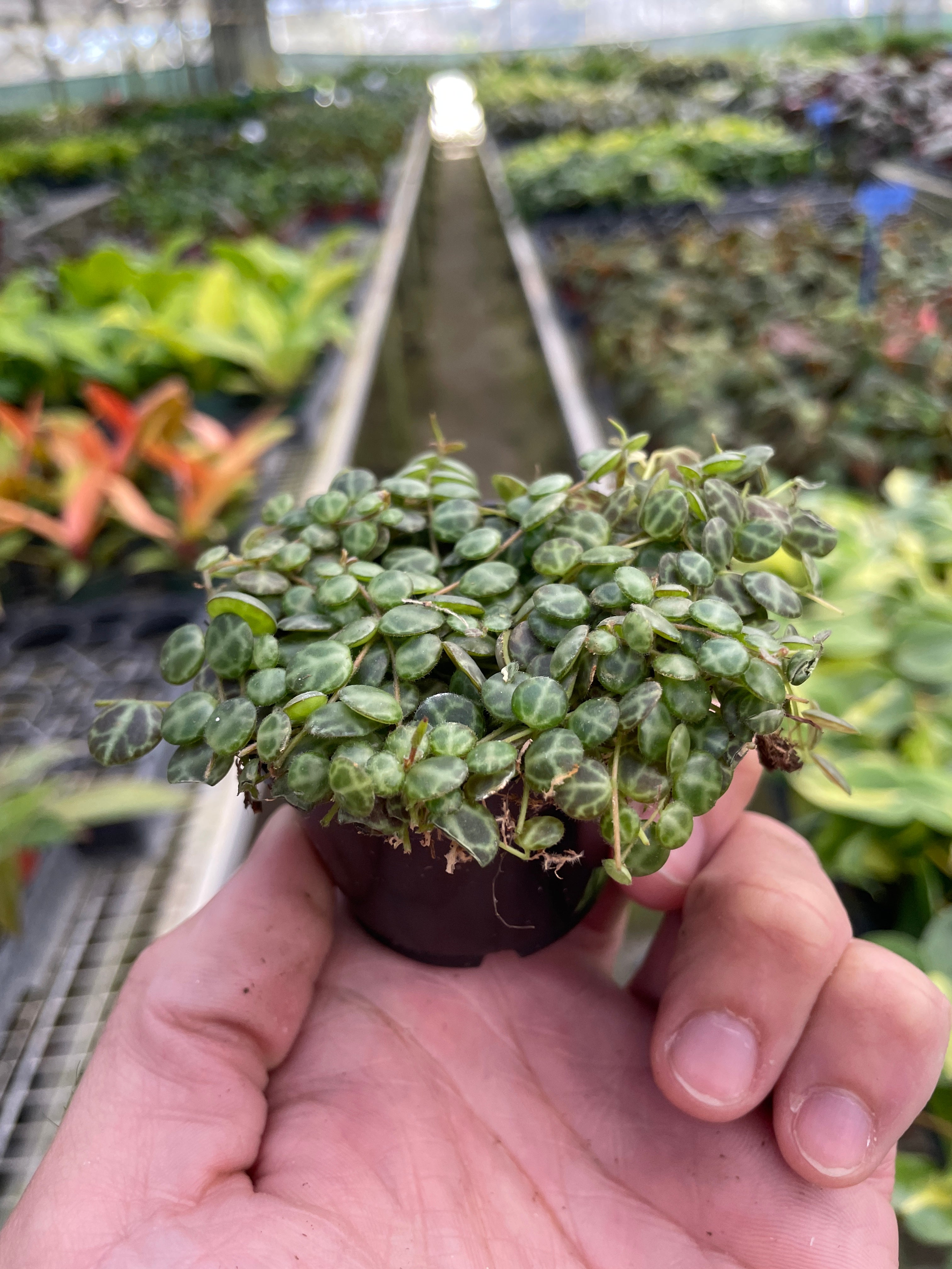 Peperomia Prostrata 'String of Turtles' – view 5