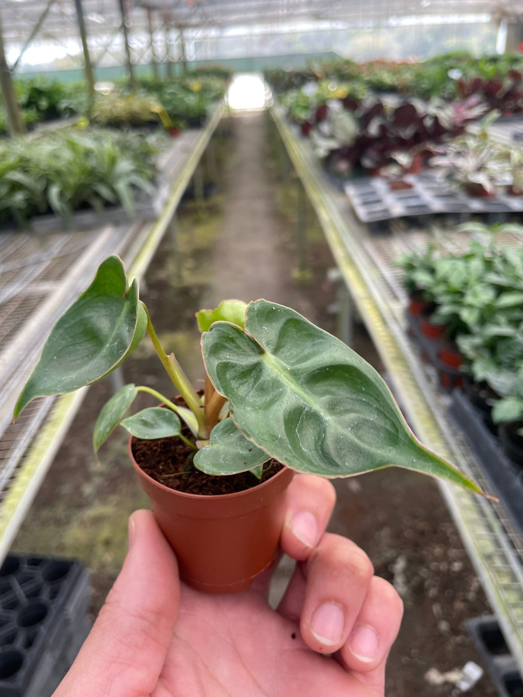 Philodendron 'Billietiae' – view 2