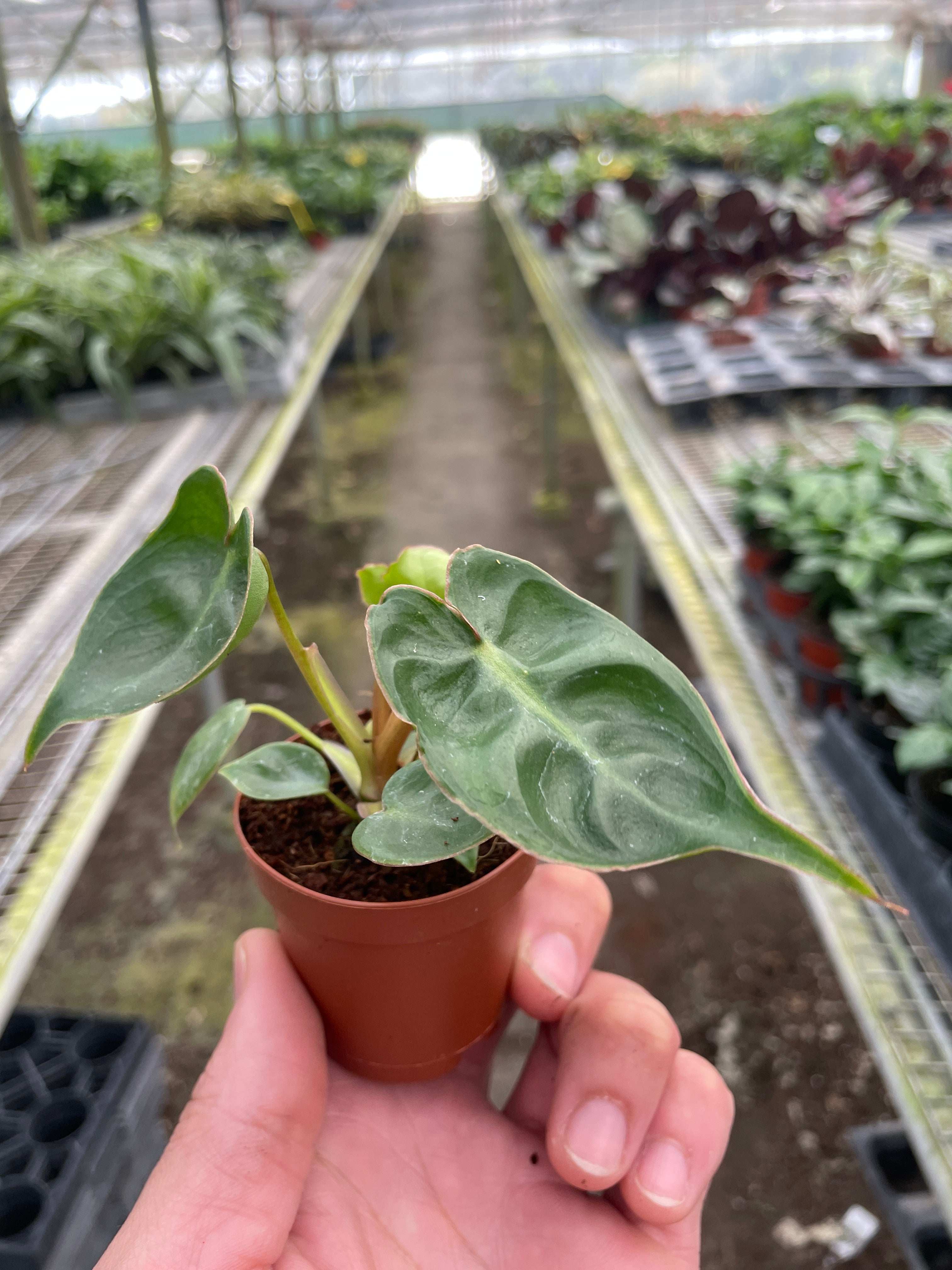Philodendron 'Billietiae' – view 2