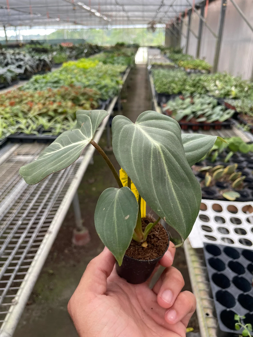 Philodendron Gloriosum – view 4
