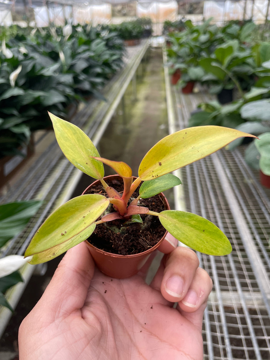 Philodendron 'Orange Marmalade' – view 3