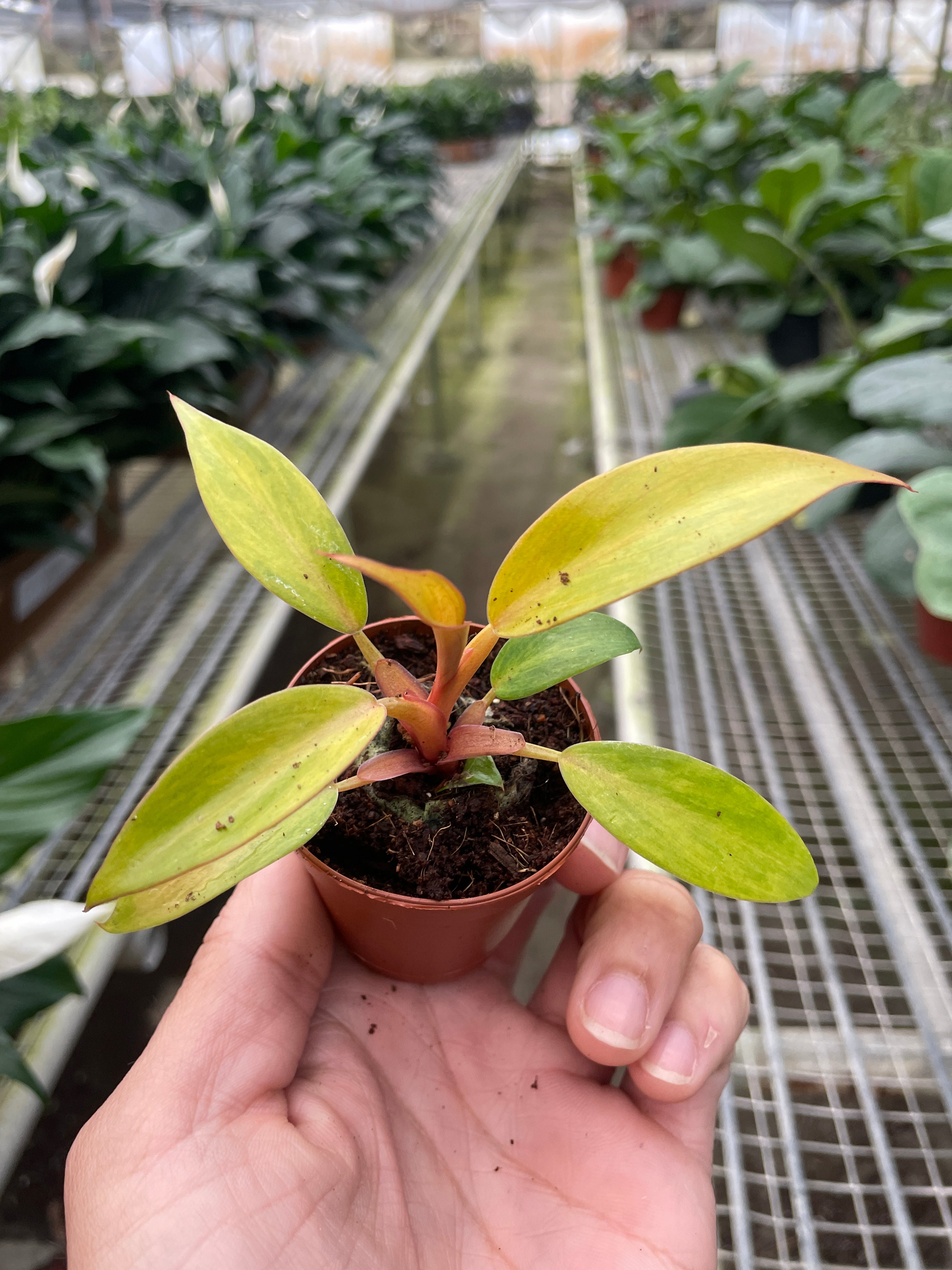 Philodendron 'Orange Marmalade' – view 3
