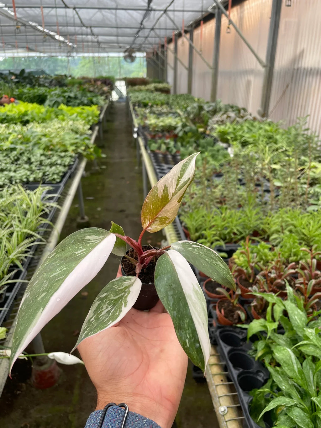 Philodendron 'Pink Princess' – view 9