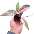 Philodendron 'Marble Pink Princess'