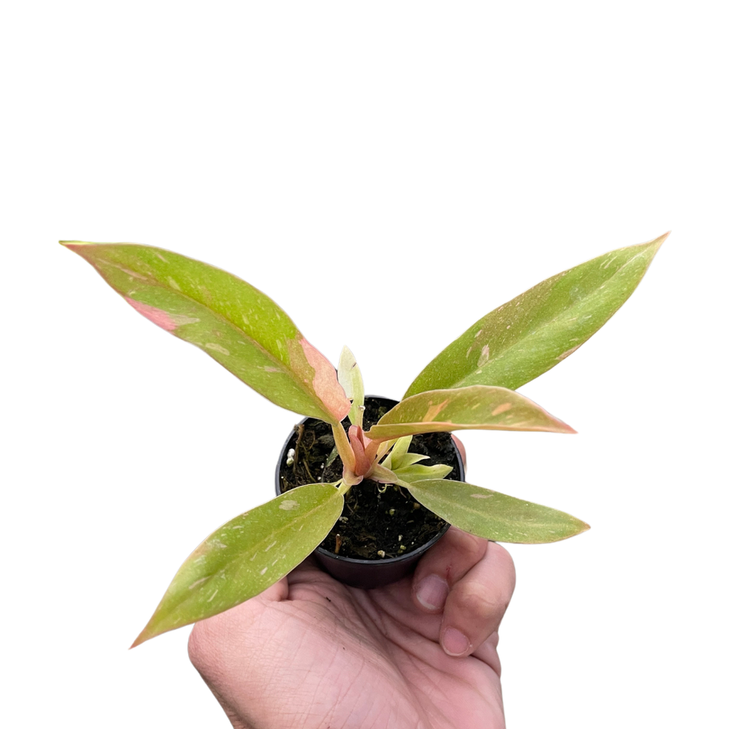 Philodendron Ring of Fire Variegated – view 3