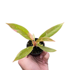Philodendron Ring of Fire Variegated – view 3