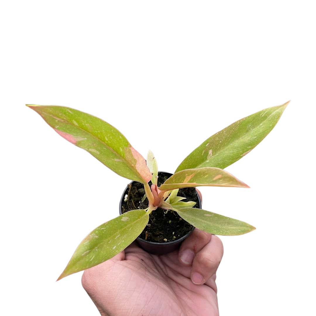 Philodendron Ring of Fire Variegated – view 3
