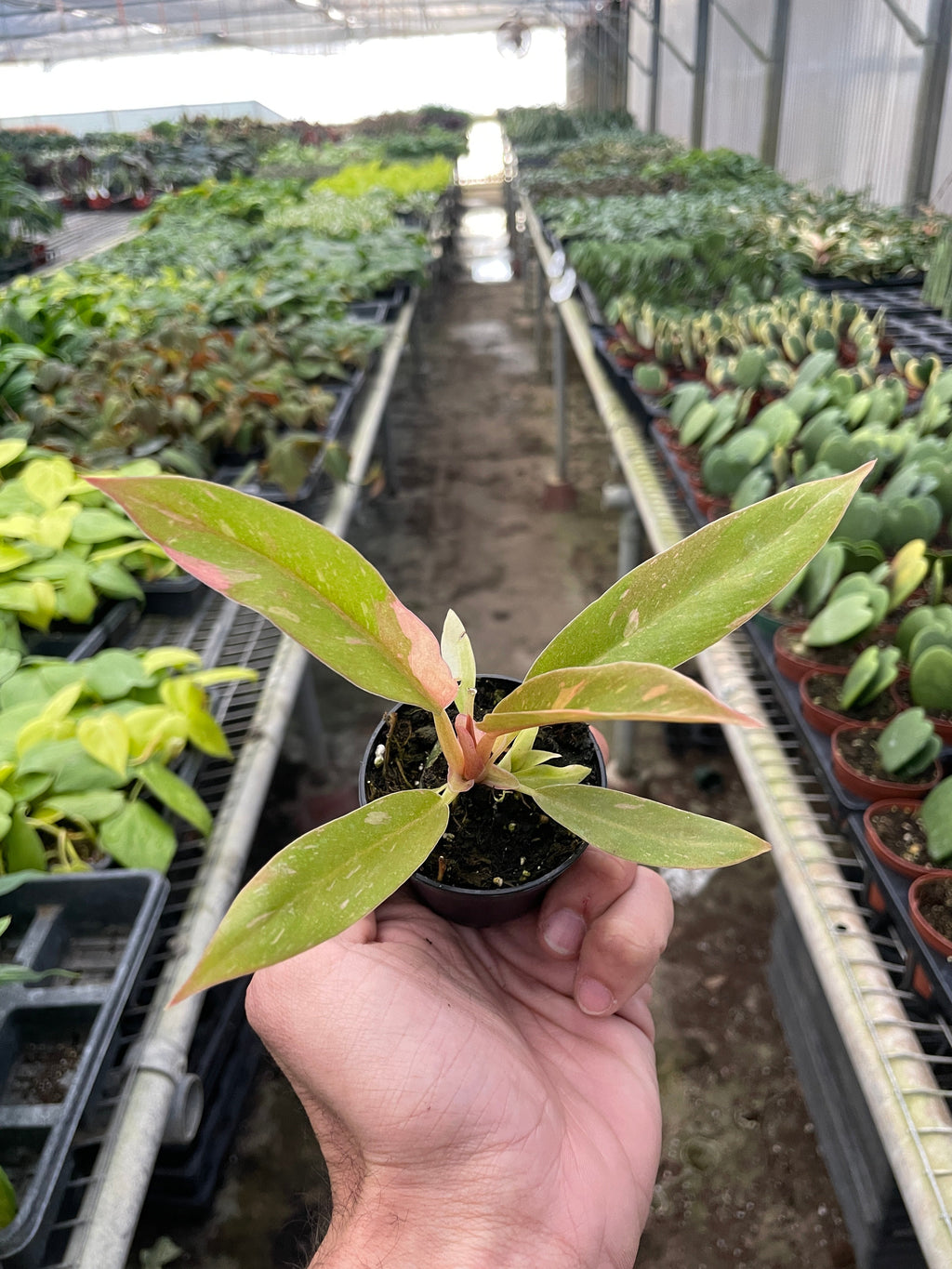 Philodendron Ring of Fire Variegated – view 4