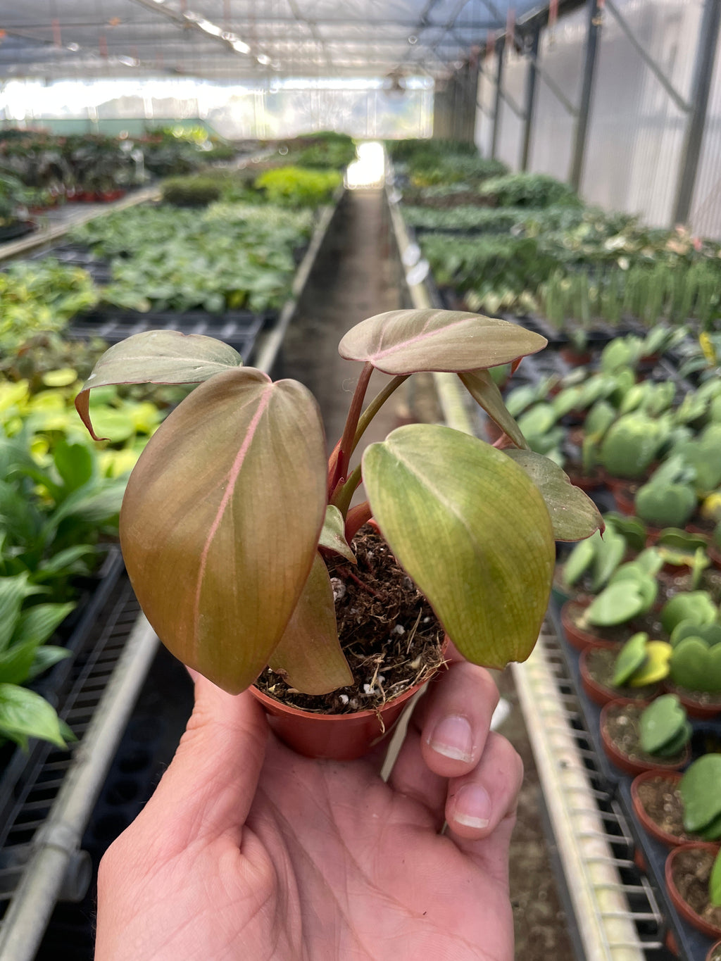 Philodendron 'Summer Glory' – view 6