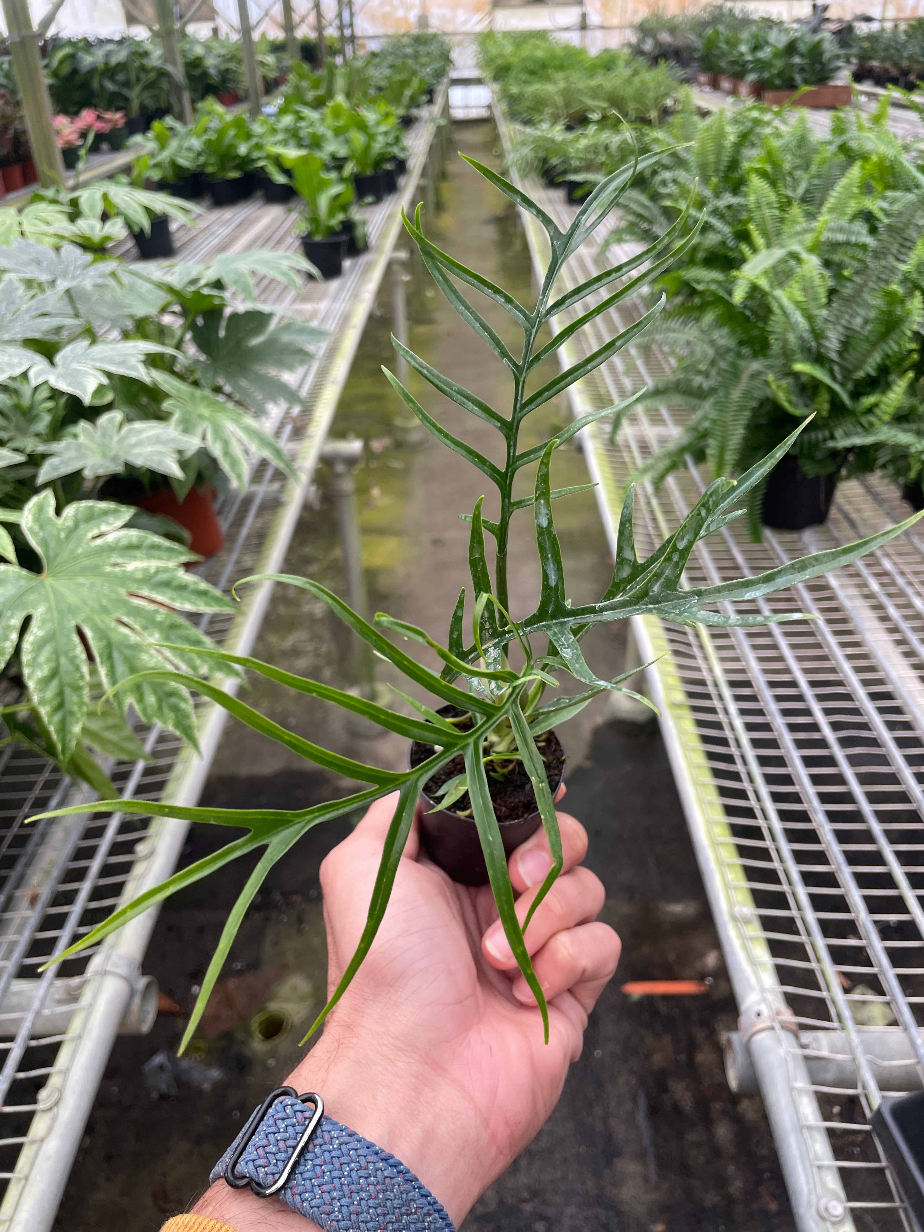 Philodendron 'Tortum' – view 3