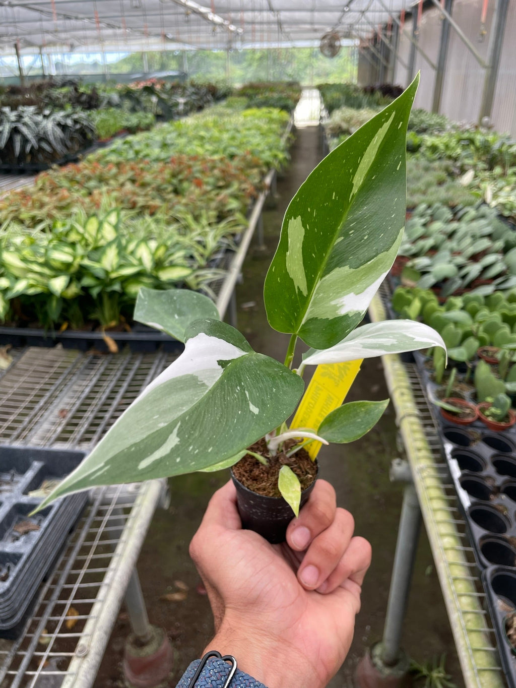 Philodendron 'White Princess' – view 5