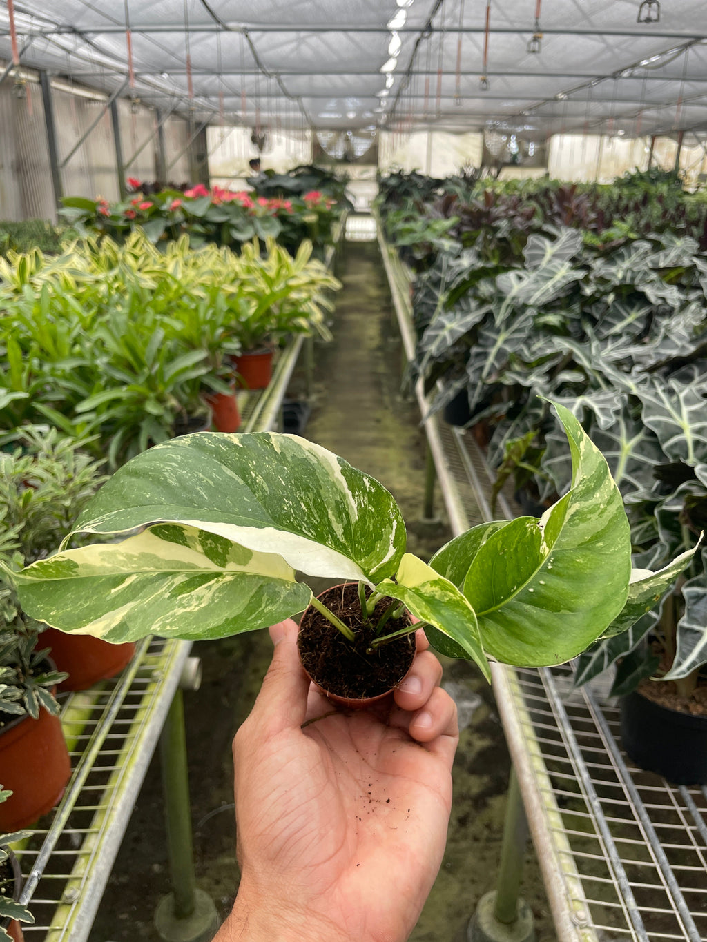 Pothos 'Albo Variegata' – view 4