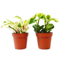 2 Peperomia Variety Pack - 4” Pots