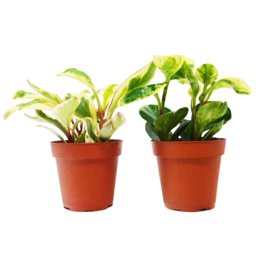 2 Peperomia Variety Pack - 4” Pots