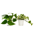 2 Pothos Variety Pack - 4” Pots