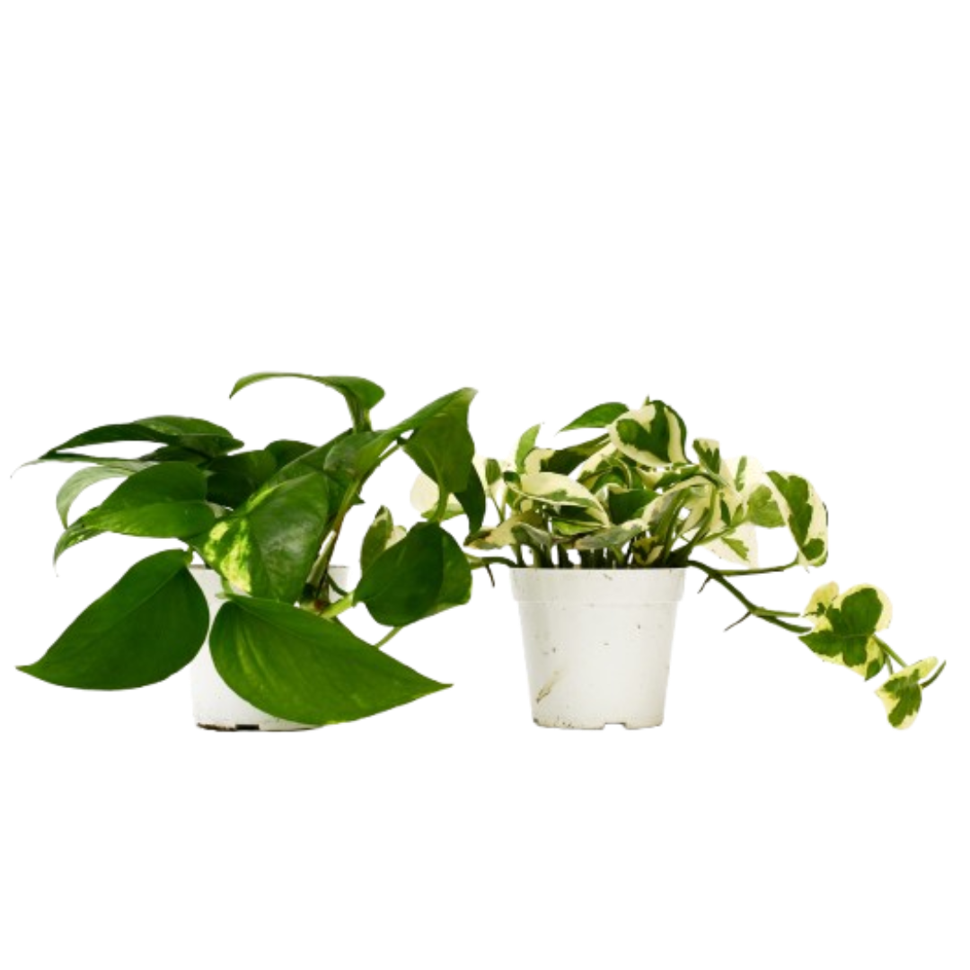 2 Pothos Variety Pack - 4” Pots