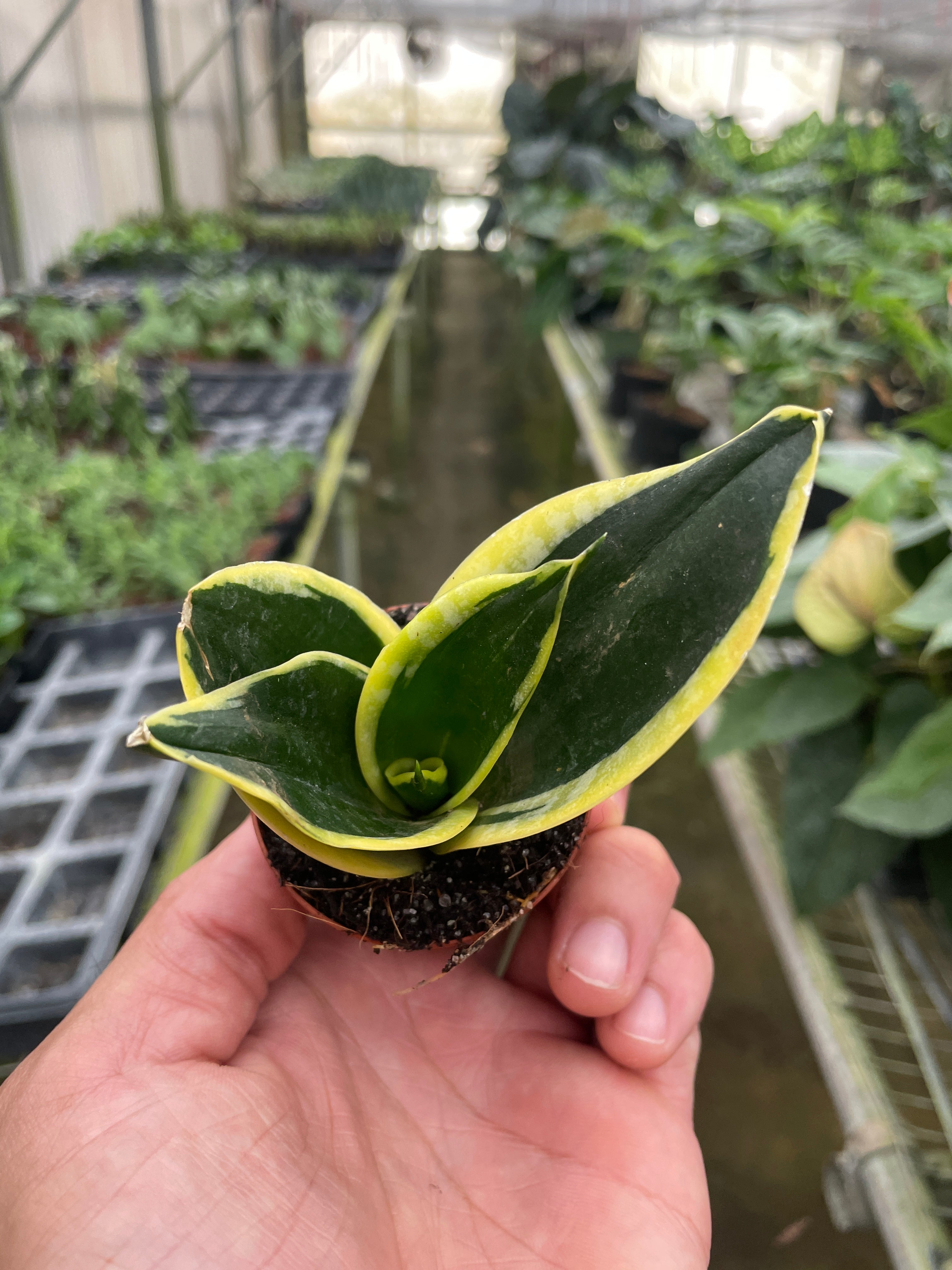 Snake Plant Black Gold – view 6