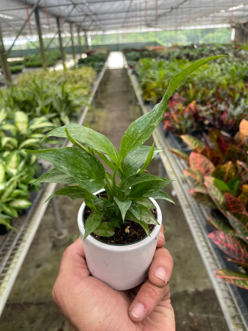 Variegated Spathiphyllum 'Domino' – view 4