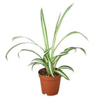 Spider Plant Reverse – view 3