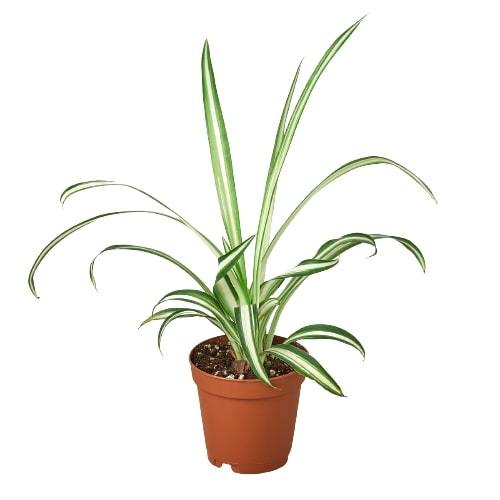 Spider Plant Reverse – view 3