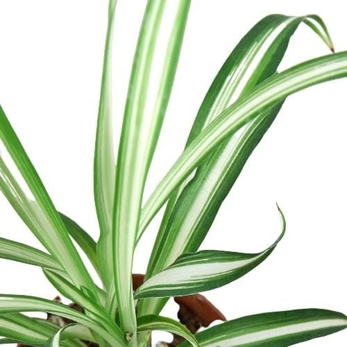 Spider Plant Reverse – view 4