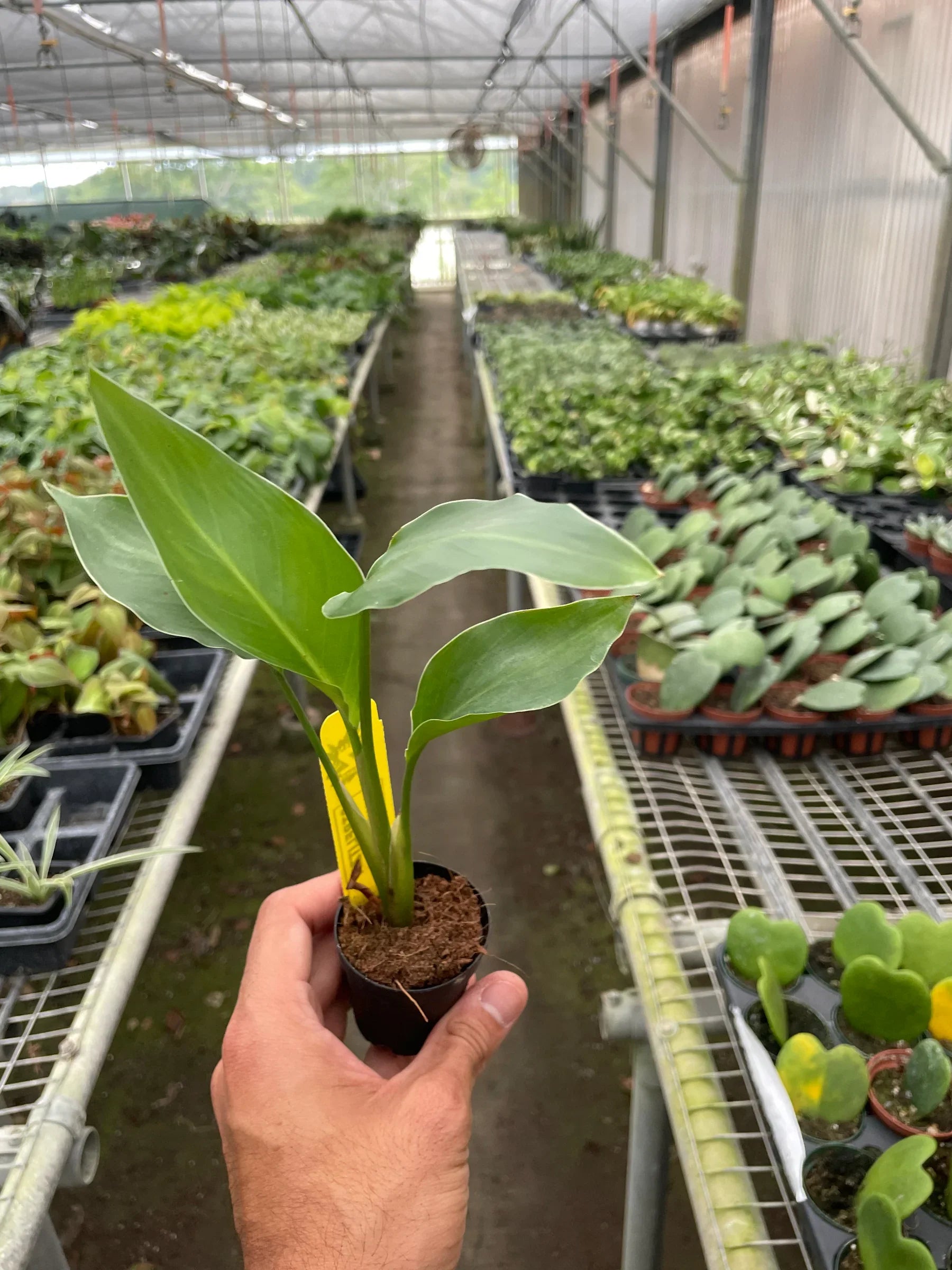 White Bird of Paradise 'Strelitzia Nicolai' – view 6