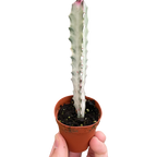 Succulent Euphorbia 'Dragon Bone' – view 3