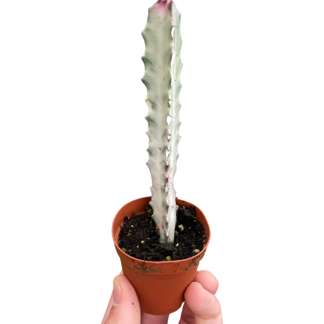 Succulent Euphorbia 'Dragon Bone' – view 3